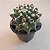 Cacto Bola de Neve (Mammillaria polythele) - Imagem 1