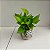Kit 3 Kokedamas: Cacto Castelo, Jiboia neon e Palmeirinha com suporte - Imagem 6