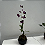 Kokedama De Orquídea Denfale + Prato Lindo Presente Criativo Natural - Imagem 4