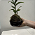 Kokedama De Orquídea Denfale + Prato Lindo Presente Criativo Natural - Imagem 5