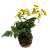 Kokedama duo de Orquídea Chuva de ouro com Renda francesa - Imagem 1