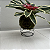 Kokedama de Bromélia Carolina Acabamento Transparente - Imagem 9