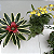 Kit 3 Kokedama: Bromélia, Chuva de Ouro Duo e Hera com Suporte de Mesa - Imagem 3