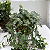 Kit 3 Kokedama: Bromélia, Chuva de Ouro Duo e Hera com Suporte de Mesa - Imagem 7