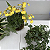 Kit 3 Kokedama: Bromélia, Chuva de Ouro Duo e Hera com Suporte de Mesa - Imagem 4