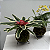 Kit 3 Kokedama: Bromélia, Chuva de Ouro Duo e Hera com Suporte de Mesa - Imagem 5