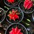 CACTO BOLA VERMELHO GYMNOCALYCIUM MIHANOVICHII - Imagem 1