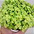 SUCULENTA CARPETE DOURADO (SEDUM JAPONICUM 'TOKYO SUN') - Imagem 1