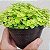 SUCULENTA CARPETE DOURADO (SEDUM JAPONICUM 'TOKYO SUN') - Imagem 4