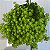 SUCULENTA CARPETE DOURADO (SEDUM JAPONICUM 'TOKYO SUN') - Imagem 3
