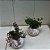KIT 2 Kokedamas: Peperomia Red Log + tetraphylla Hope - Imagem 7
