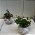 KIT 2 Kokedamas: Peperomia Red Log + tetraphylla Hope - Imagem 6