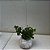 KIT 2 Kokedamas: Peperomia Red Log + tetraphylla Hope - Imagem 4