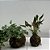 KIT KOKEDAMA: MINI ANTÚRIO E HERA ESTRELA COM SUPORTE GRANDE - Imagem 7