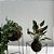KIT KOKEDAMA: MINI ANTÚRIO E HERA ESTRELA COM SUPORTE GRANDE - Imagem 5