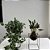 KIT KOKEDAMA: MINI ANTÚRIO E HERA ESTRELA COM SUPORTE GRANDE - Imagem 2