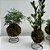 KIT KOKEDAMA MINI ZAMIOCULCA, HERA ESTRELA, RENDA C/ SUPORTE - Imagem 3