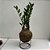 KIT KOKEDAMA MINI ZAMIOCULCA, HERA ESTRELA, RENDA C/ SUPORTE - Imagem 5
