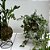 KIT KOKEDAMA MINI ZAMIOCULCA, HERA ESTRELA, RENDA C/ SUPORTE - Imagem 4