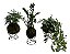 KIT KOKEDAMA MINI ZAMIOCULCA, HERA ESTRELA, RENDA C/ SUPORTE - Imagem 1
