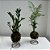 KIT KOKEDAMA MINI PALMEIRINHA E MINI ZAMIOCULCA C/ SUPORTE - Imagem 2