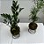 KIT KOKEDAMA MINI PALMEIRINHA E MINI ZAMIOCULCA C/ SUPORTE - Imagem 6