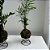 KIT KOKEDAMA MINI PALMEIRINHA E MINI ZAMIOCULCA C/ SUPORTE - Imagem 4