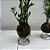 KIT KOKEDAMA MINI PALMEIRINHA E MINI ZAMIOCULCA C/ SUPORTE - Imagem 5