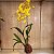 Kokedama de Orquídea Chuva de Ouro ou Pingo de Ouro (Oncidium Aloha) Acabamento Barbante Fio Cru - Imagem 5