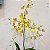 Kokedama de Orquídea Chuva de Ouro ou Pingo de Ouro (Oncidium Aloha) Acabamento Barbante Fio Cru - Imagem 1