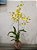 Kokedama de Orquídea Chuva de Ouro ou Pingo de Ouro (Oncidium Aloha) Acabamento Barbante Fio Cru - Imagem 3
