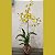 Kokedama de Orquídea Chuva de Ouro ou Pingo de Ouro (Oncidium Aloha) Acabamento Barbante Fio Cru - Imagem 4