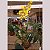 Kokedama de Orquídea Chuva de Ouro ou Pingo de Ouro (Oncidium Aloha) Acabamento Barbante Fio Cru - Imagem 7