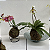 Kokedama de Orquídea Sapatinho (Paphiopedillum) Acabamento Neutro com Suporte Preto - Imagem 6