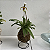 Kokedama de Orquídea Sapatinho (Paphiopedillum) Acabamento Neutro com Suporte Preto - Imagem 4