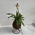 Kokedama de Orquídea Sapatinho (Paphiopedillum) Acabamento Neutro com Suporte Preto - Imagem 5
