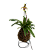 Kokedama de Orquídea Sapatinho (Paphiopedillum) Acabamento Neutro com Suporte Preto - Imagem 1