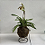 Kokedama de Orquídea Sapatinho (Paphiopedillum) Acabamento Neutro com Suporte Preto - Imagem 7
