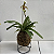 Kokedama de Orquídea Sapatinho (Paphiopedillum) Acabamento Neutro com Suporte Preto - Imagem 8