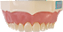 Manequim Dentística Superior (cod.101SUP) - Imagem 3