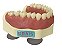 Manequim Dentística Superior (cod.101SUPN) - Imagem 1
