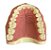 Manequim Dentística Superior (cod.101SUPN) - Imagem 2