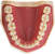 Manequim Dentística Inferior (cod.101INF) - Imagem 2