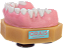 Manequim de Especialização em Periodontia - S.G (cod.304) - Imagem 1