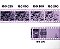 FILME FUJI NEOPAN SS - 100 - VCTO 1997*   24 poses - rebobinado - Imagem 2