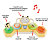 Brinquedo Interativo Farmstand Volante Abelha - Skip Hop - Imagem 3