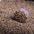 Incenso Linea Pastilha de Defumação - Lavanda - Imagem 4
