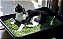 Sementes de Grama dos Gatos 1000 sementes - Imagem 2