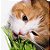 Sementes de Grama dos Gatos 1000 sementes - Imagem 4