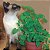Kit Sementes de Erva e Grama para Gatos 10 pacotinhos - Imagem 6